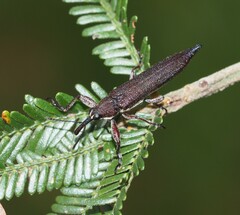 Rhinotia phoenicoptera