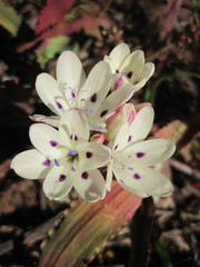 Codonorhiza fastigiata