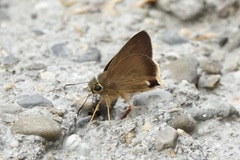 Hasora mus