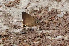 Hasora mus