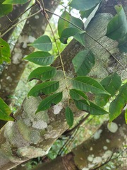 Tetradium glabrifolium