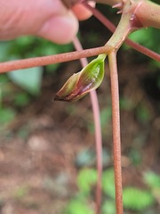 Tetradium glabrifolium