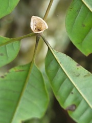 Tetradium glabrifolium