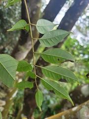 Tetradium glabrifolium