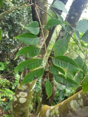 Tetradium glabrifolium
