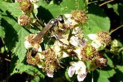 Ammophila sabulosa