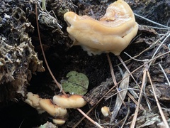 Ganoderma zonatum