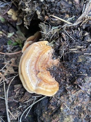 Ganoderma zonatum