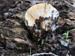 Ganoderma zonatum