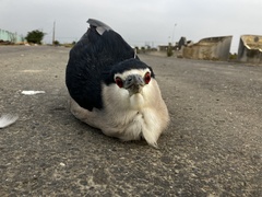 Nycticorax nycticorax nycticorax