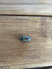 Eupoecila australasiae