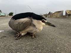 Nycticorax nycticorax nycticorax