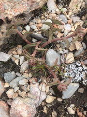 Callisia navicularis