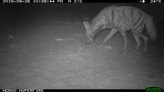 Hyaena hyaena
