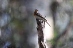 Myiagra cyanoleuca