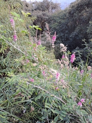 Indigofera suffruticosa