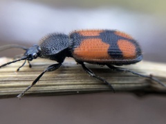 Panagaeus cruxmajor