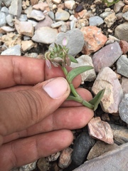 Callisia navicularis