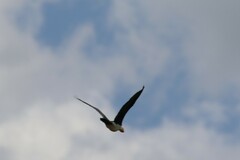 Microcarbo melanoleucos