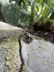 Dendrobates truncatus