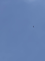 Pseudastur occidentalis