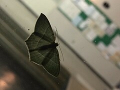 Neohipparchus vallata