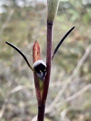 Orthoceras strictum
