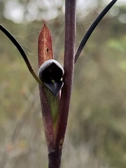 Orthoceras strictum