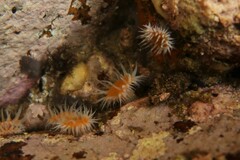 Anthothoe albocincta