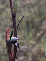 Orthoceras strictum