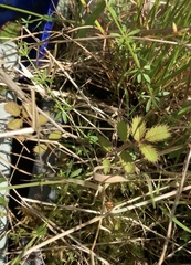 Argentina anserinoides