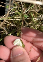 Argentina anserinoides