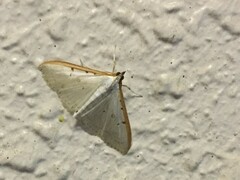 Palpita nigropunctalis