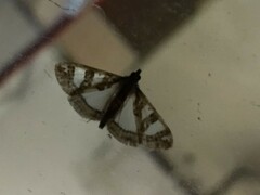 Glyphodes duplicalis