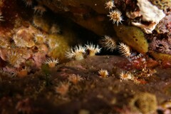 Anthothoe albocincta