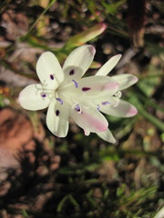 Codonorhiza fastigiata