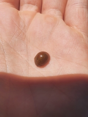 Dicranosterna semipunctata