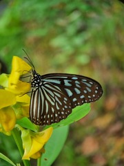 Ideopsis vulgaris