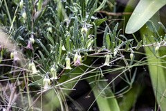 Billardiera scandens