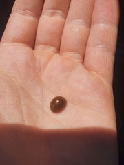 Dicranosterna semipunctata