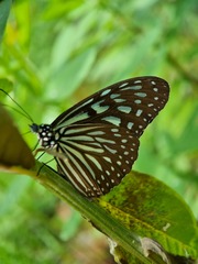 Ideopsis vulgaris