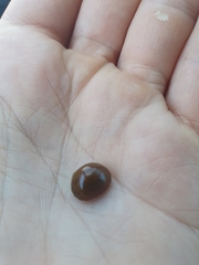 Dicranosterna semipunctata