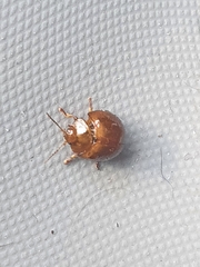 Dicranosterna semipunctata