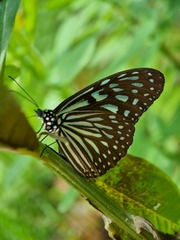 Ideopsis vulgaris