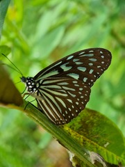 Ideopsis vulgaris