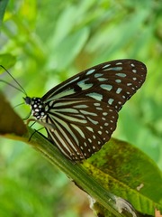 Ideopsis vulgaris