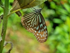 Ideopsis vulgaris