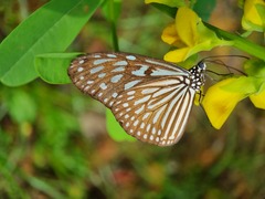 Ideopsis vulgaris