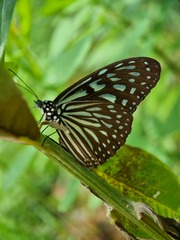 Ideopsis vulgaris