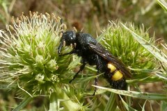 Scolia hirta
